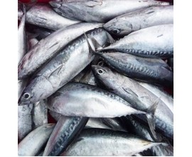 Bullet Tuna 2kilo